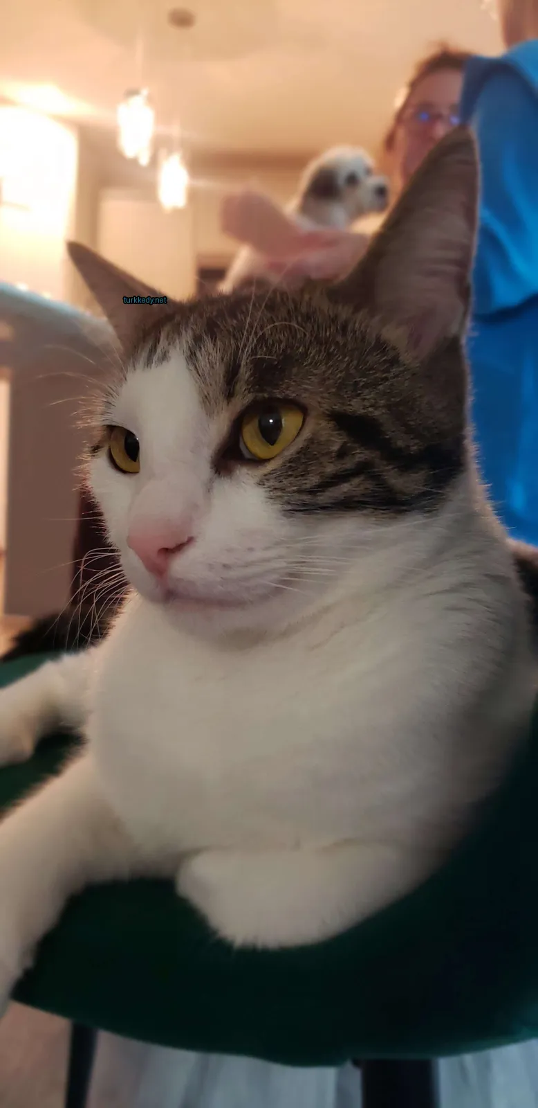 Beyaz ve kahverengi bir kedi, sarı gözleriyle yeşil bir yüzeyde oturuyor.