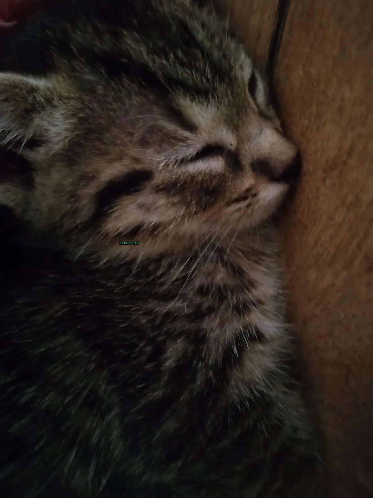 Bir kedi yatakta uyuyor.