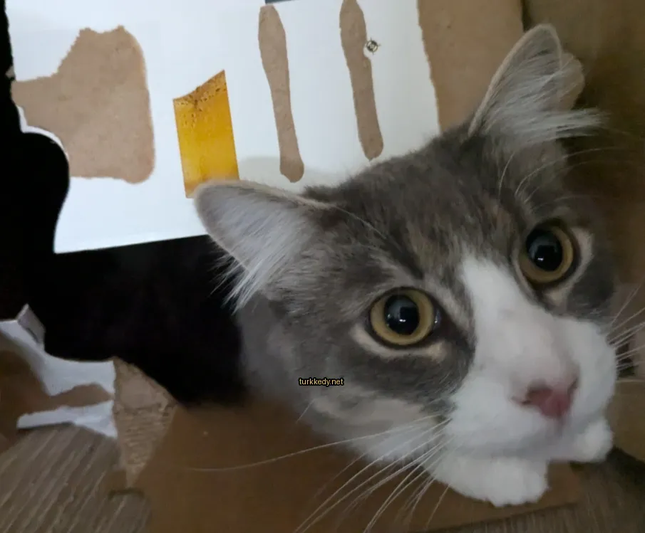 Gri ve beyaz bir kedi karton kutuda yatıyor.