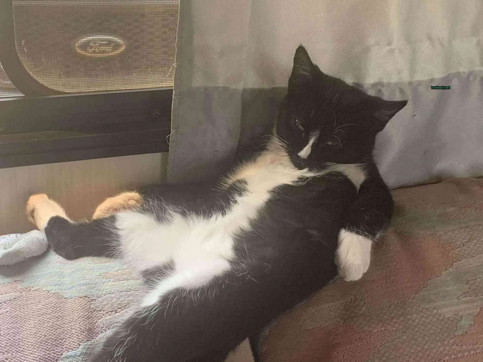 Siyah beyaz bir kedi koltukta ayakları havada yatıyor.