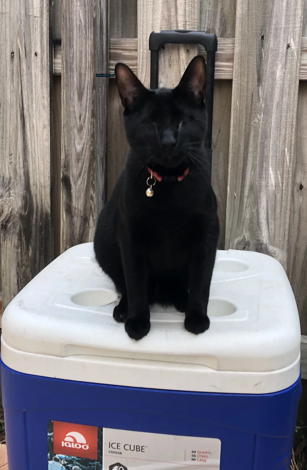 Kara bir kedi kırmızı bir kolyeli bir sofra soğutucusunun üzerinde oturuyor.