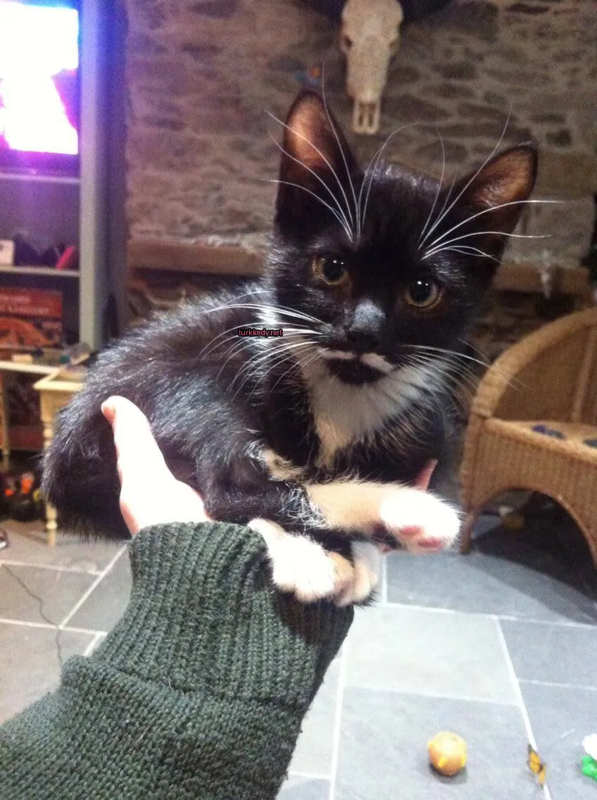 Siyah-beyaz bir kedi, bir kişinin elinde oturmaktadır.