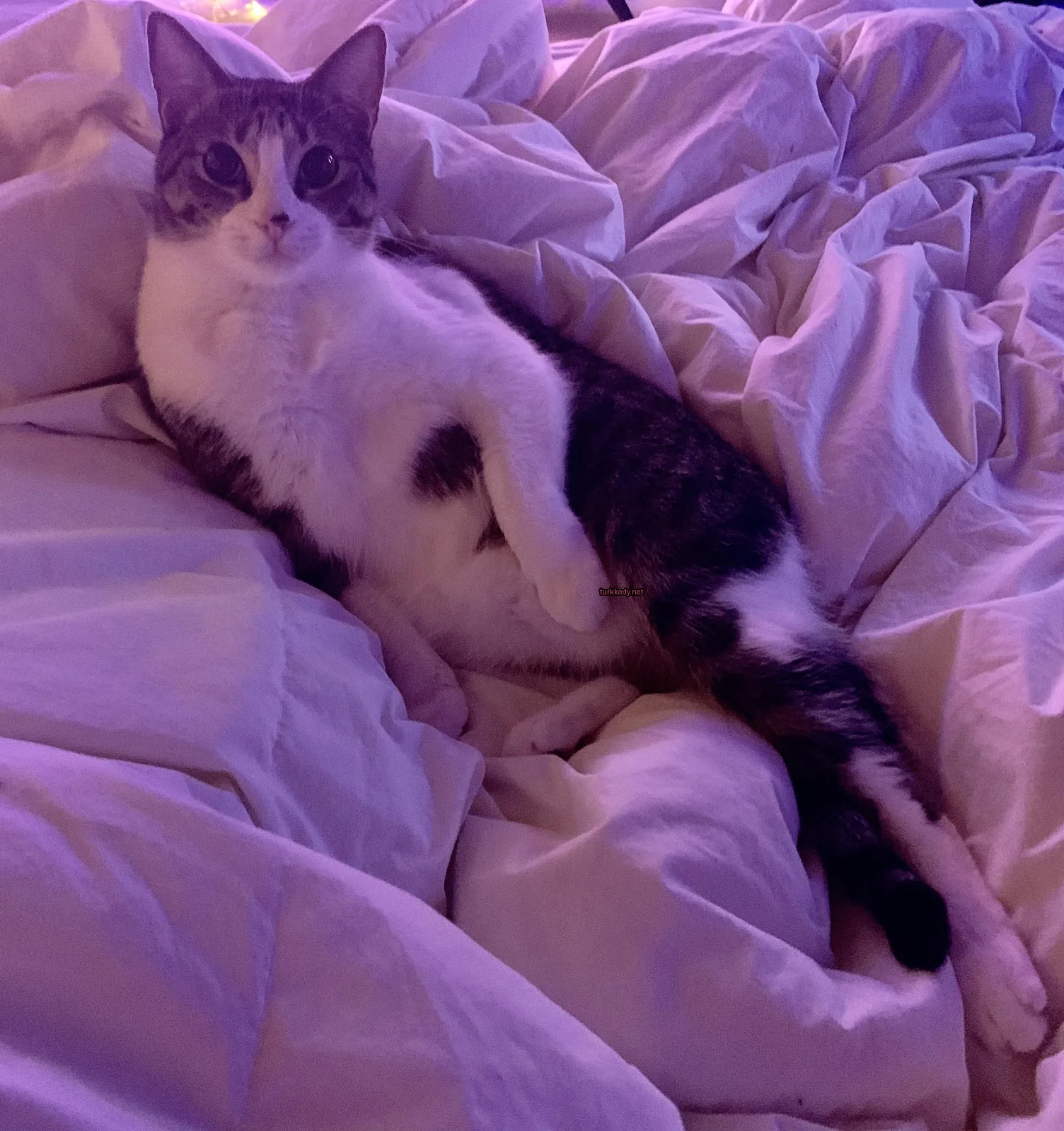 Gri ve beyaz bir kedi yatağın üzerinde bacaklarını çaprazlamış vaziyette yatıyor.