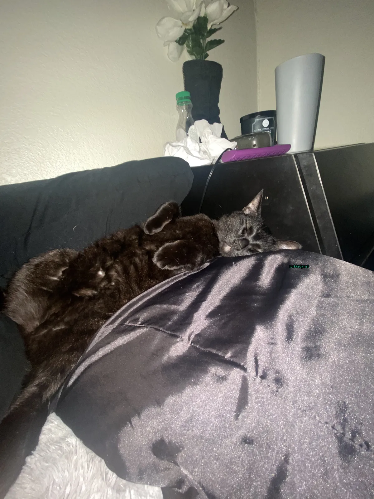 Siyah bir kedi siyah bir yastığın üzerinde uyuyor.