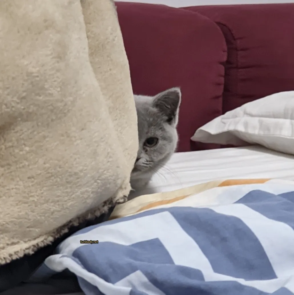 Bir grey ve beyaz kedi yastık arkasından koltukta dışarı bakıyor.