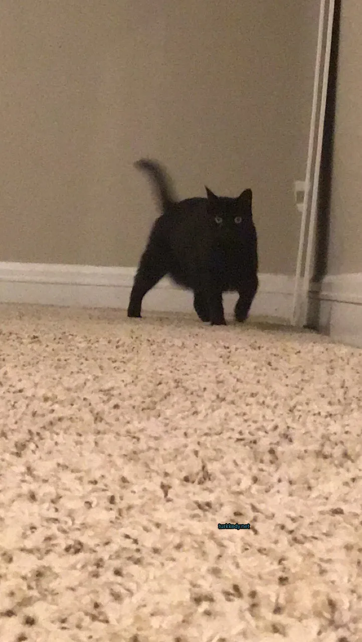 Siyah bir kedi beyaz göğsüyle halı üzerinde yürüyor.