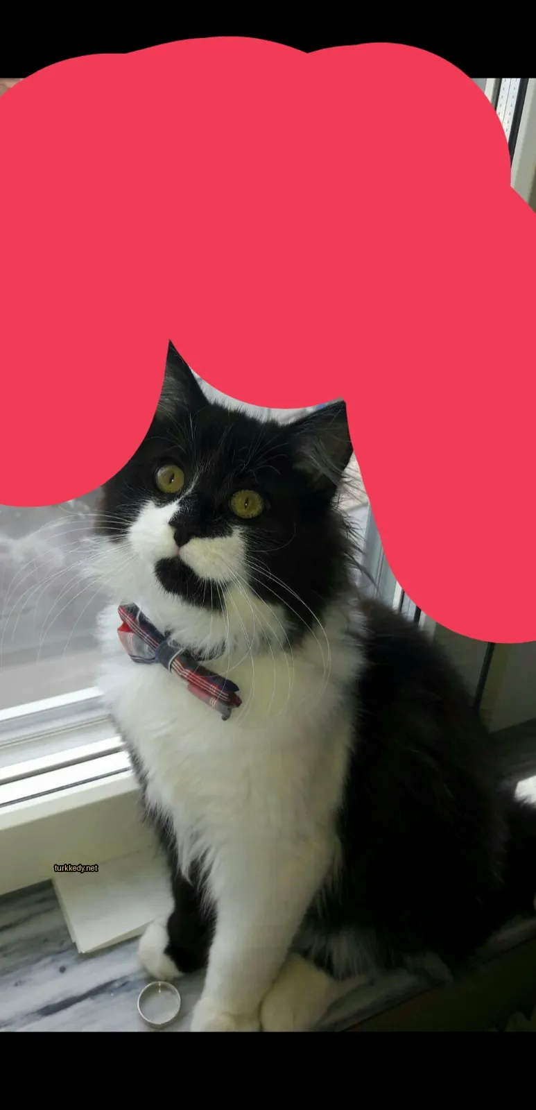 Siyah beyaz bir kedi, kırmızı ve mavi bir bow tie ile pencerede oturmaktadır.