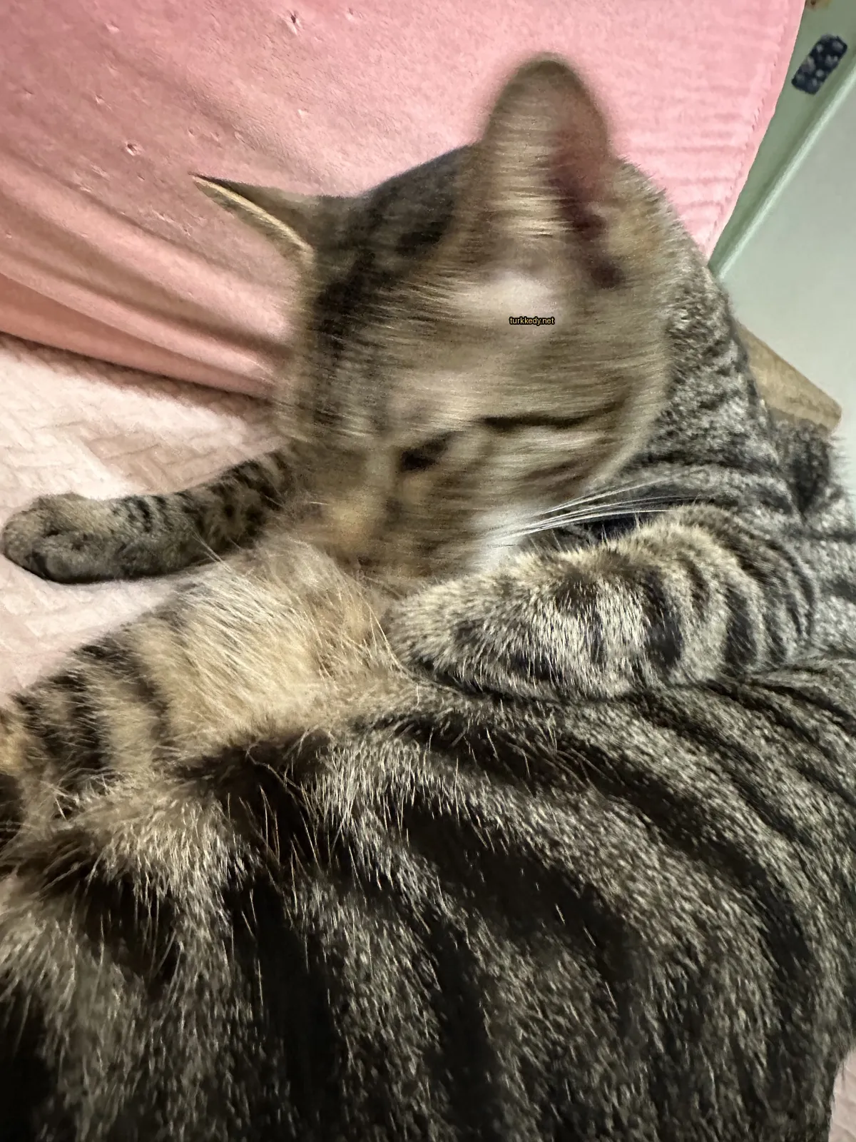 Bir çiçek desenli kedi bir pembe yastık üzerinde yatıyor ve kendini yalıyor.
