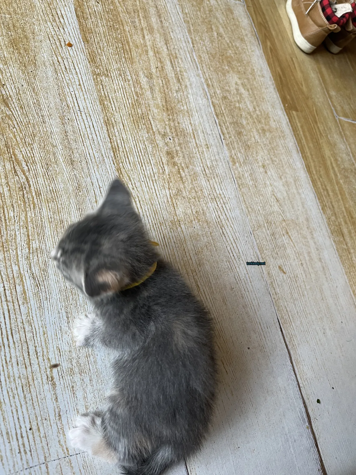 Küçük bir gri ve beyaz kedi bir ahşap zemin üzerinde oturuyor.