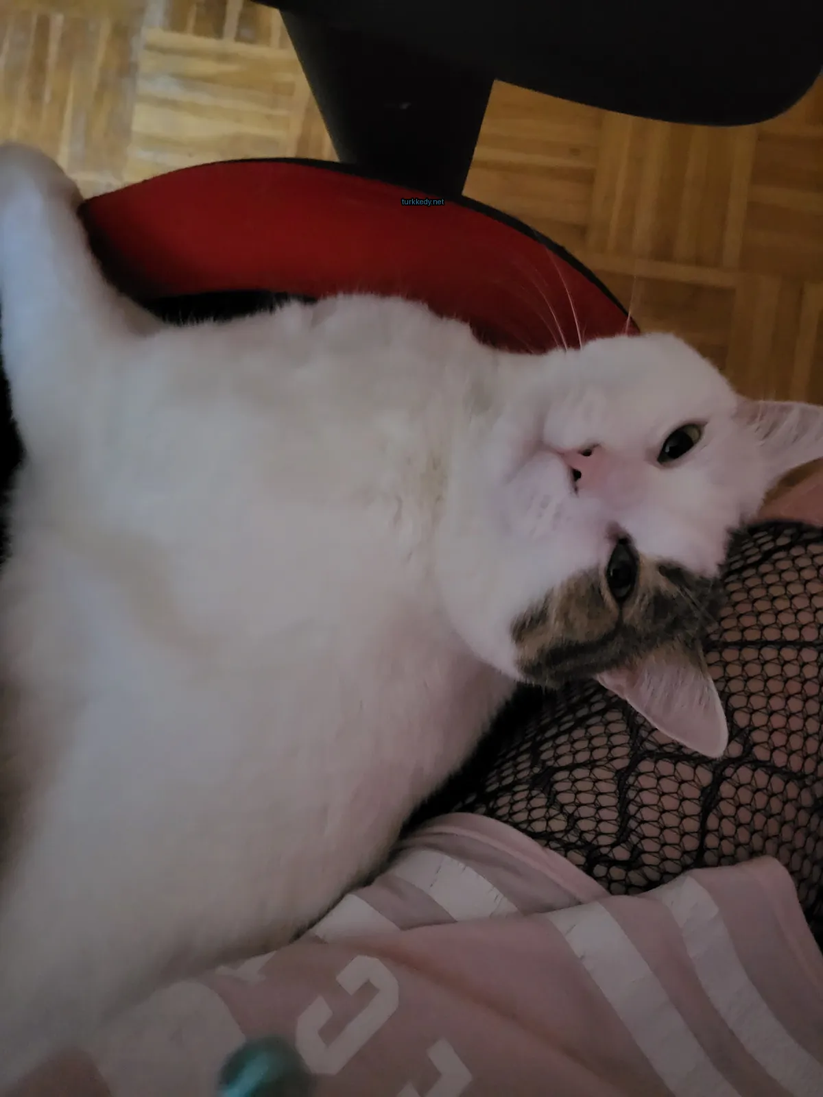 Beyaz ve kahverengi bir kedi, siyah bir kuyruğu olan, bir kişinin bacakları üzerinde yatıyor.