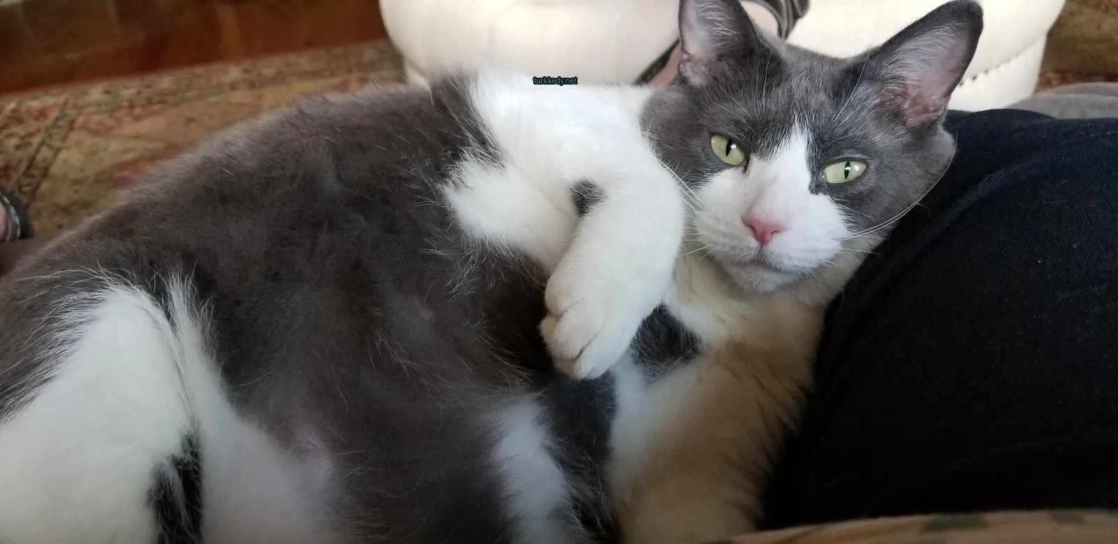 Gri ve beyaz bir kedi, siyah burunlu ve yeşil gözlerle bir sofa üzerinde yatıyor.