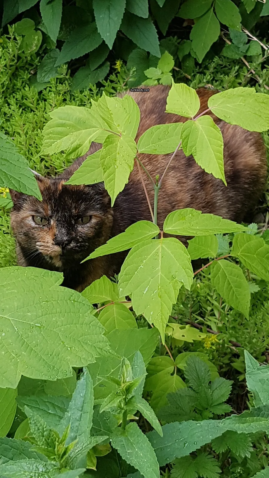 Kara ve siyah bir kedi,stripli desenli, çimlerde yatıyor.