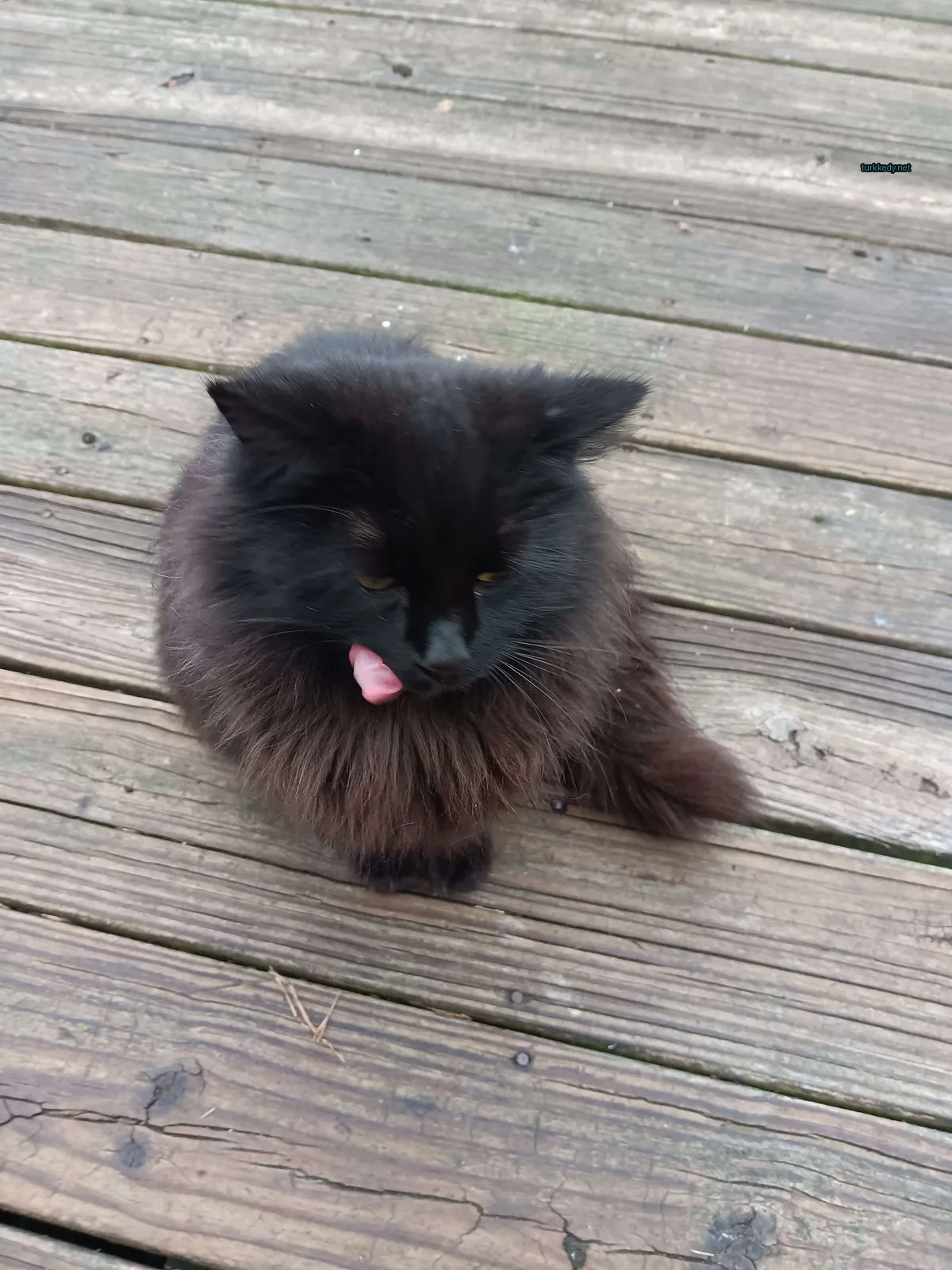 Siyah bir kedi, beyaz diline sahip, bir ahşap terasın üzerinde oturuyor.