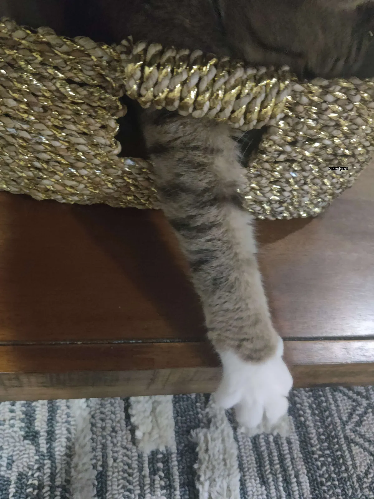 Kırmızı şeritli bir kedi, bir sepetten beyaz bir ayak çıkarmış.