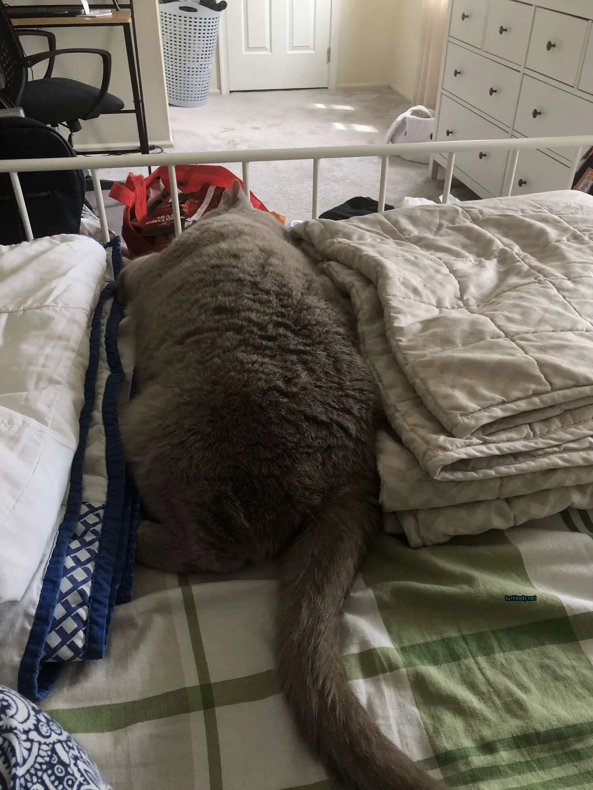 Gri bir kedi yatakta bir battaniye ve yastıkla yatıyor.