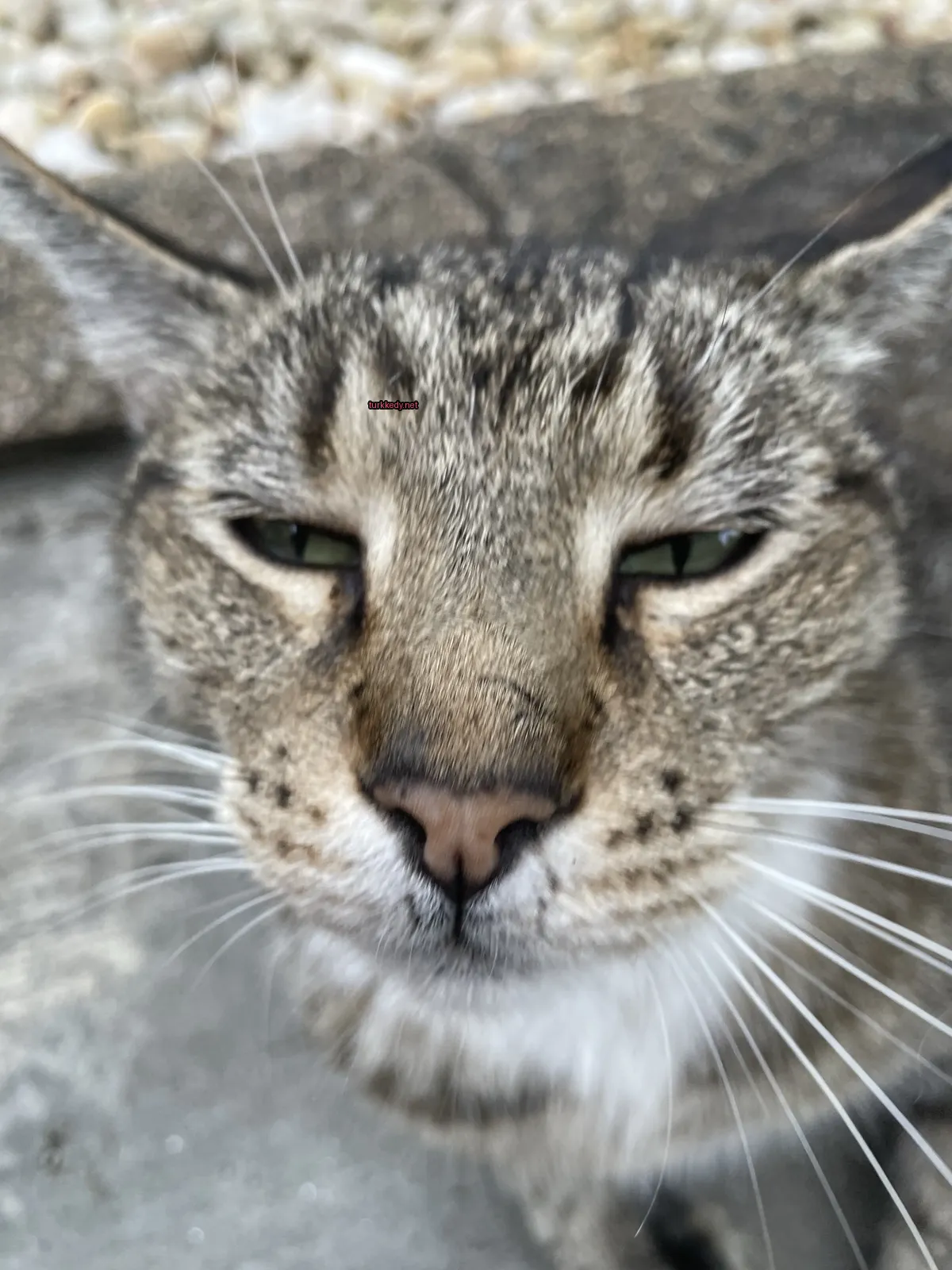 Bir kedi, beyaz tüylü burunlarıyla bir taş zemine oturmaktadır.