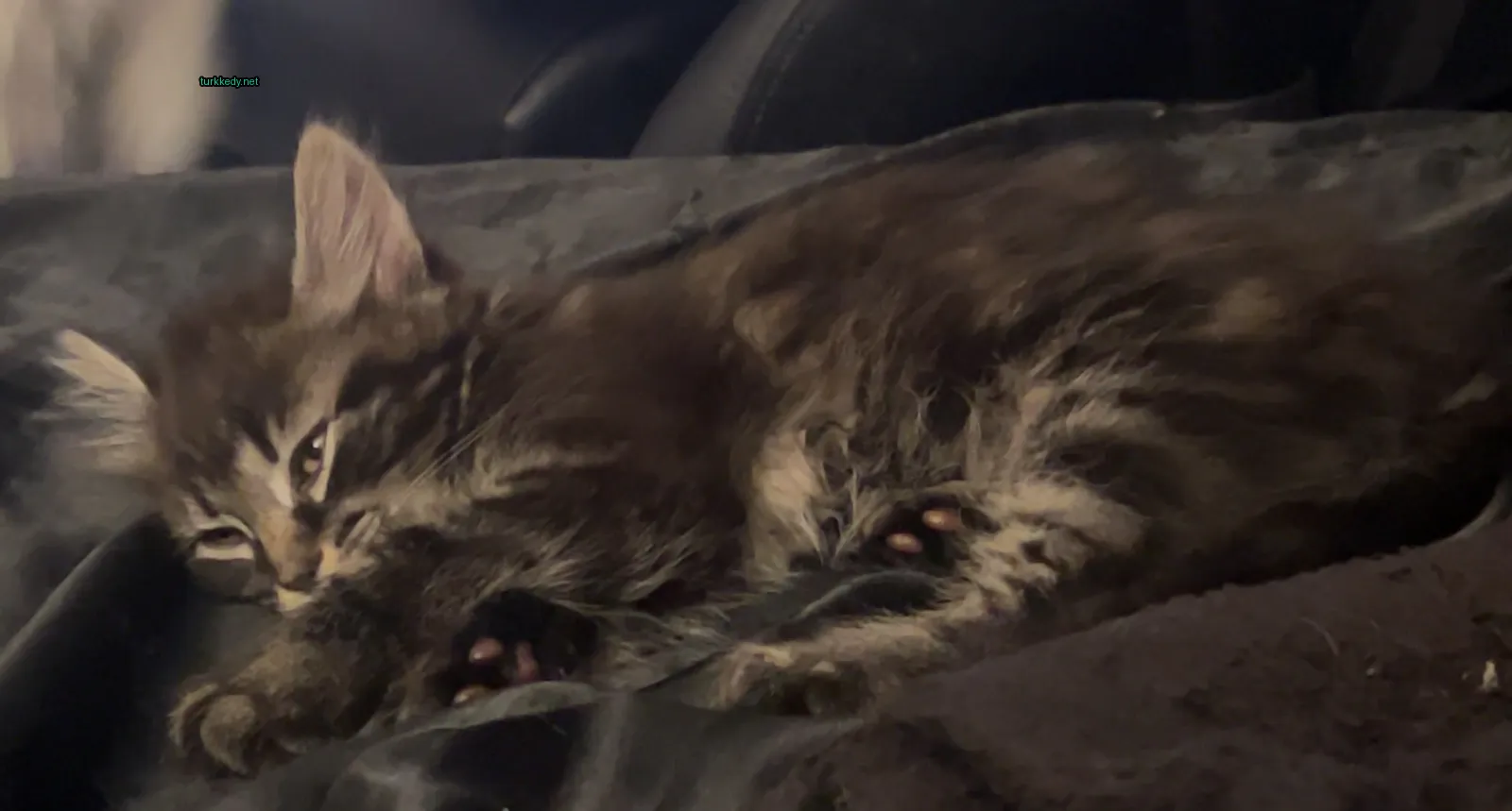 Siyah ve kahverengi bir kedi deri koltukta yatıyor.
