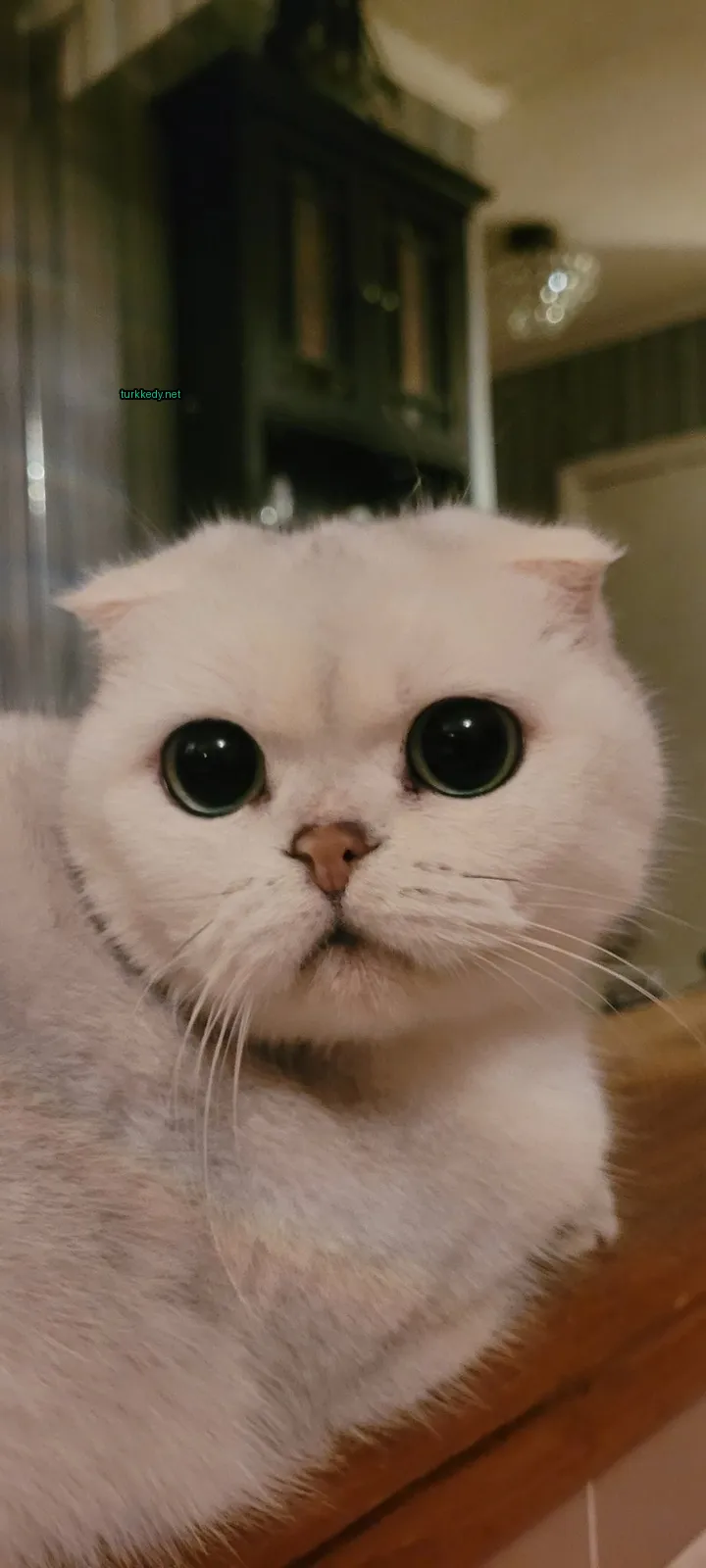 Beyaz bir kedi mavi yeşil gözleriyle ahşap zeminde yatıyor.