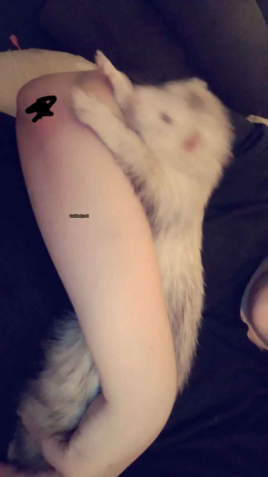 Beyaz ve kahverengi bir kedi bir kişinin kolunda yatıyor.