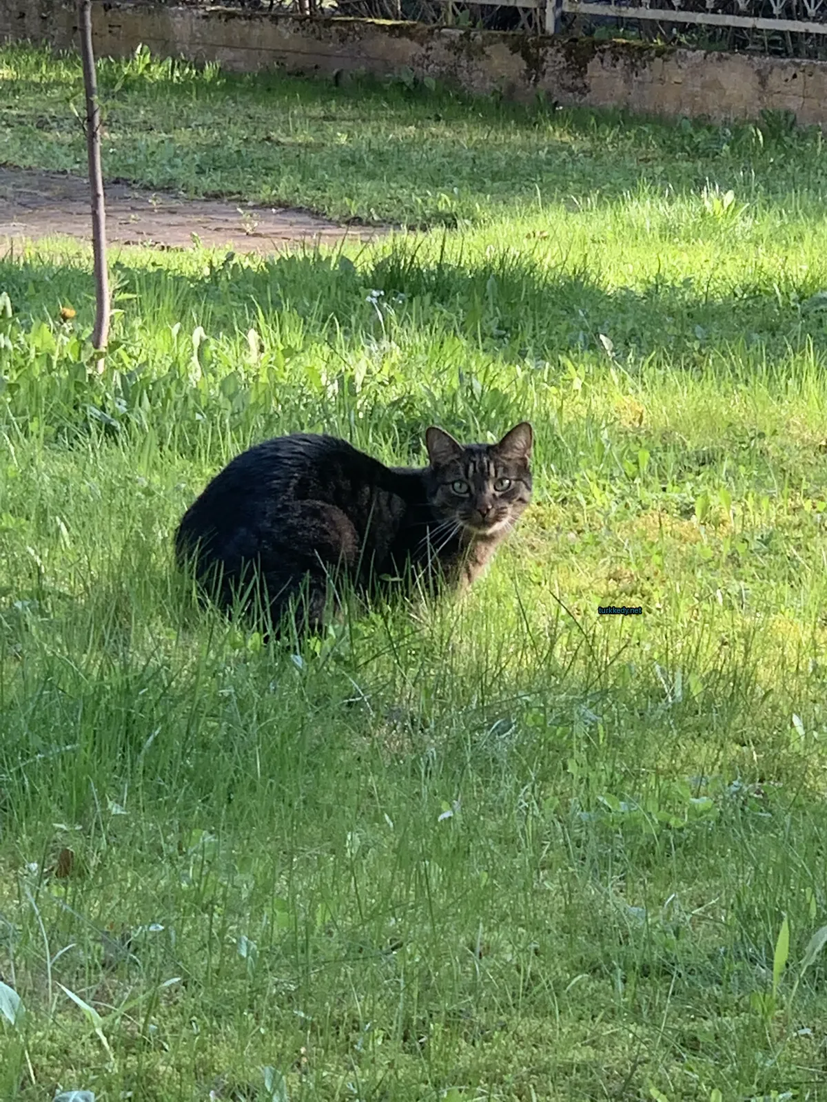 Siyah ve kahverengi bir kedi otun üzerinde oturuyor.