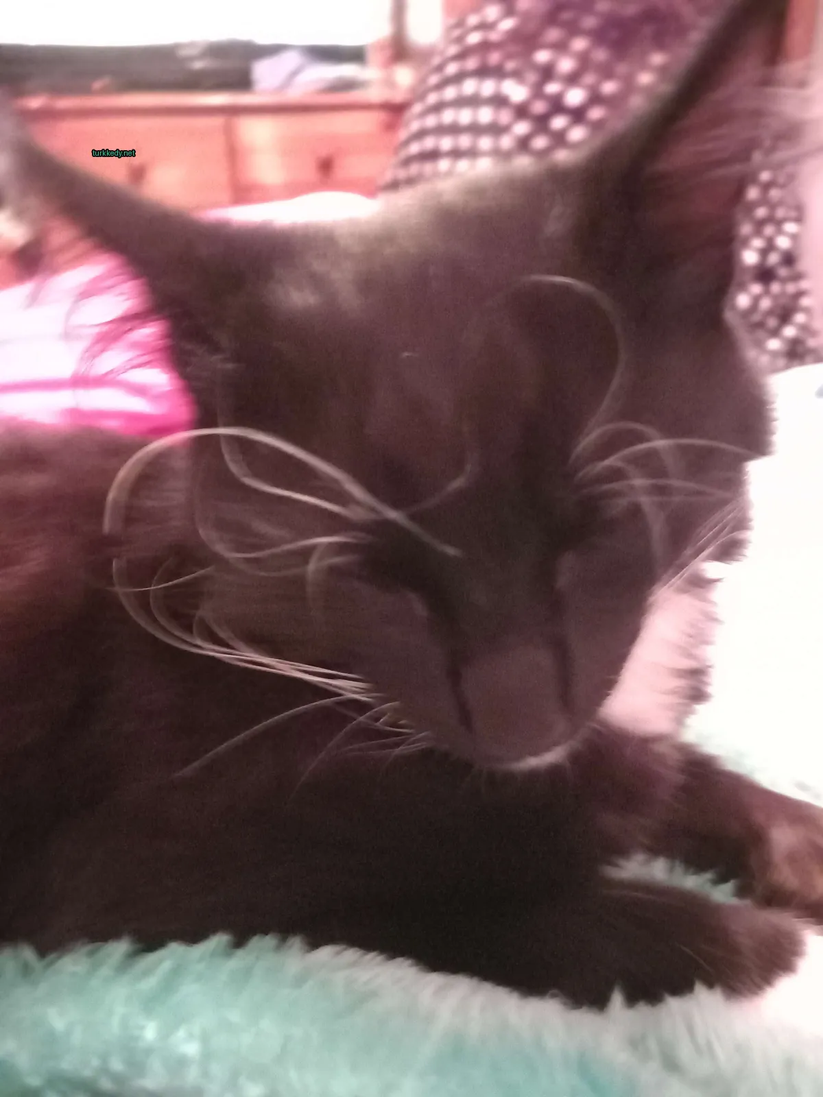 Siyah bir kedi beyaz tüylü bacakları uzatılmış bir yatakta yatıyor.