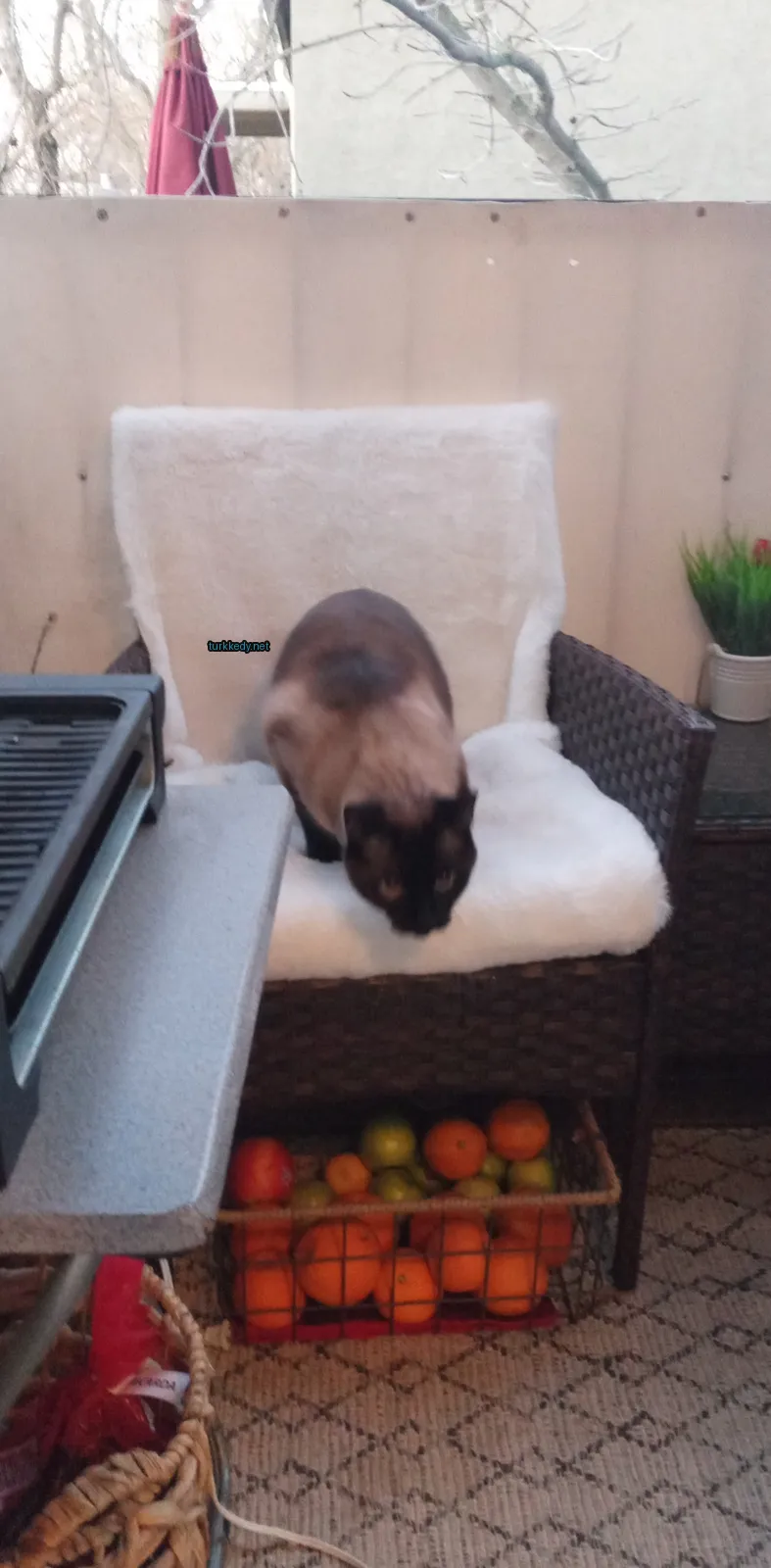 Siamese bir kedi, siyah ve kahverengi bir kumaşla kaplı bir sandalyede oturuyor.