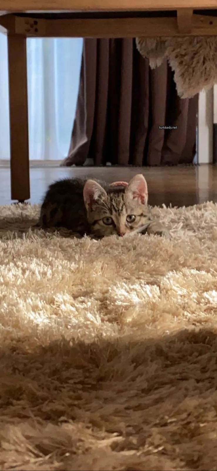 Beyaz bir halı üzerinde gri ve beyaz bir kedi yatar.