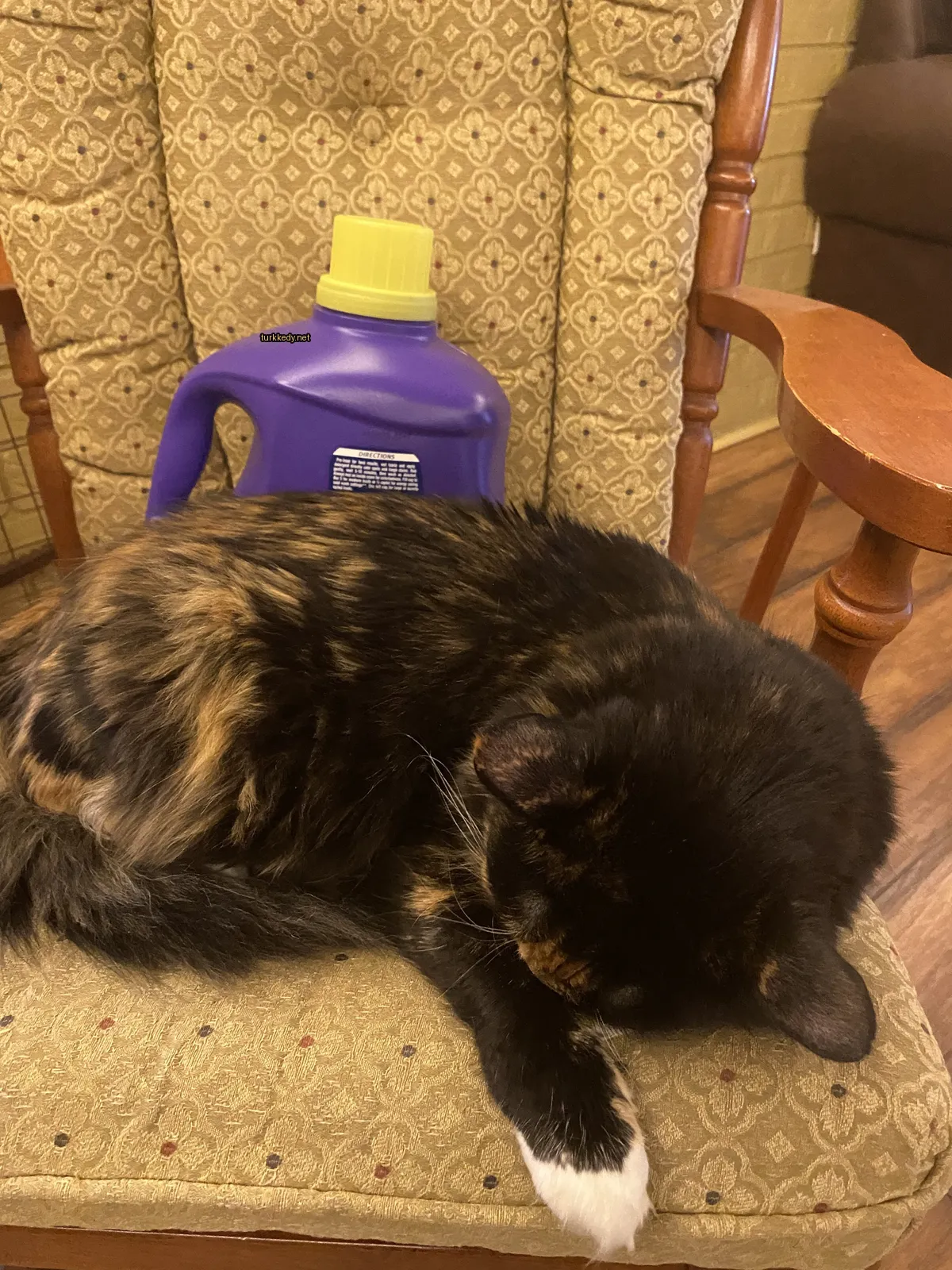 Siyah ve kahverengi bir kedi bir bardak sabunu yanındaki sandalyede yatıyor.