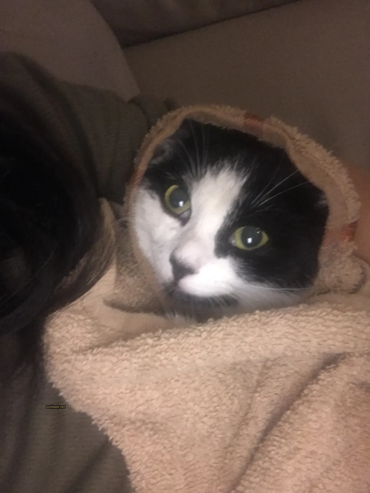 Siyah bir kedi, beyaz yüzü ve kahverengi kulakları ile bir havluyla sarılmış.