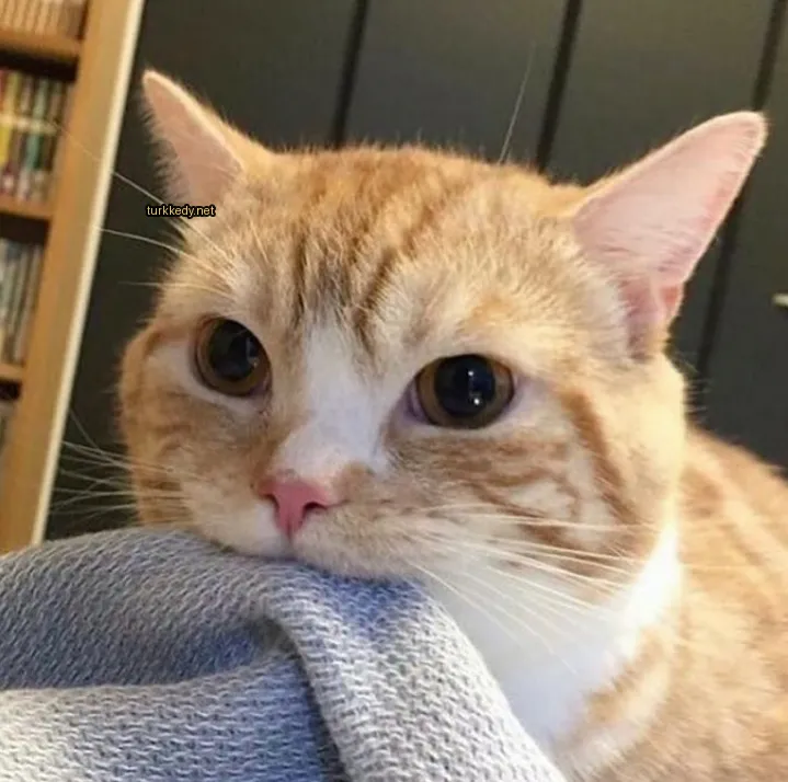Kırmızı bir burunlu ve kahverengi beyaz bir kedi mavi bir bez tutuyor.