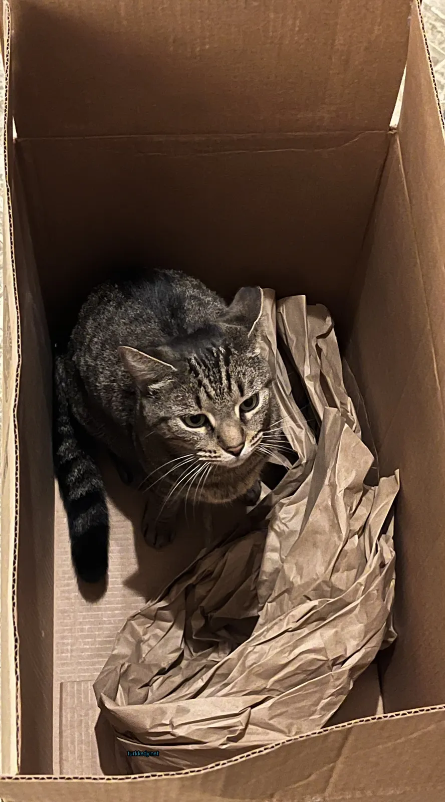 Gri ve siyah şeritli bir kedi boxta oturuyor.