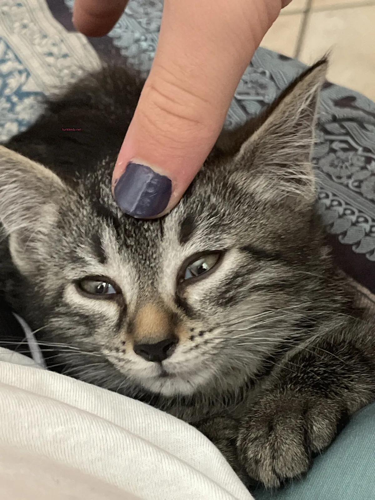 Gri ve beyaz bir kedi, başındaki mavi boyalı parmakla.