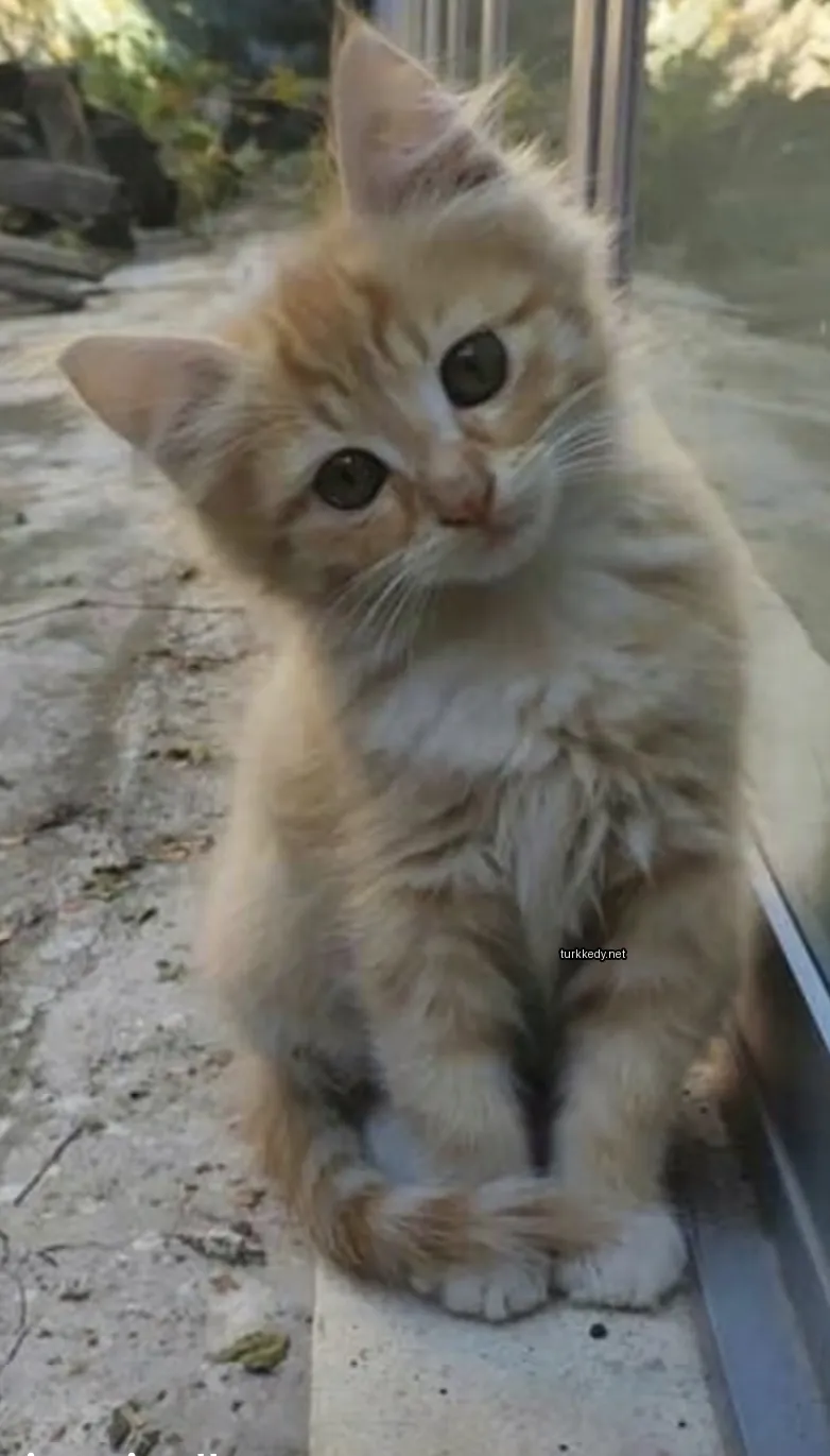 Bir küçük sarı ve beyaz kedi, bir şerit deseni ile bir sidewalk üzerinde oturuyor.