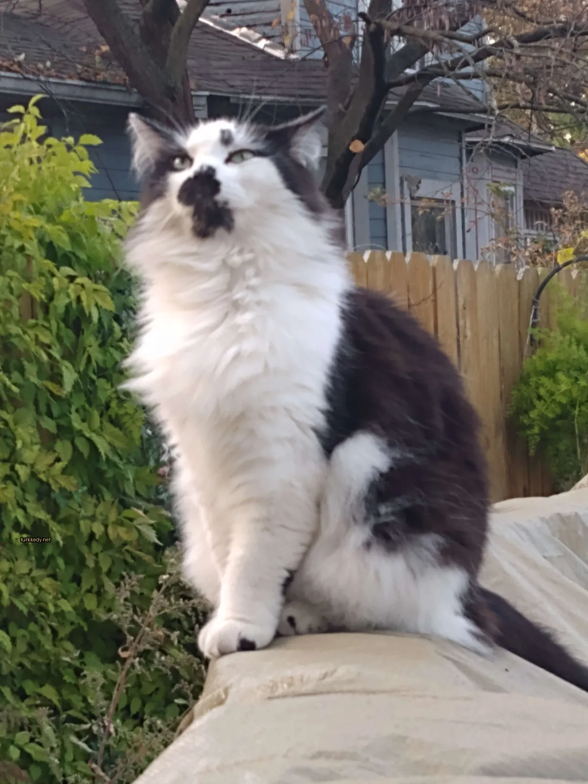 Beyaz ve siyah bir kedi beton bloğun üzerinde oturuyor.