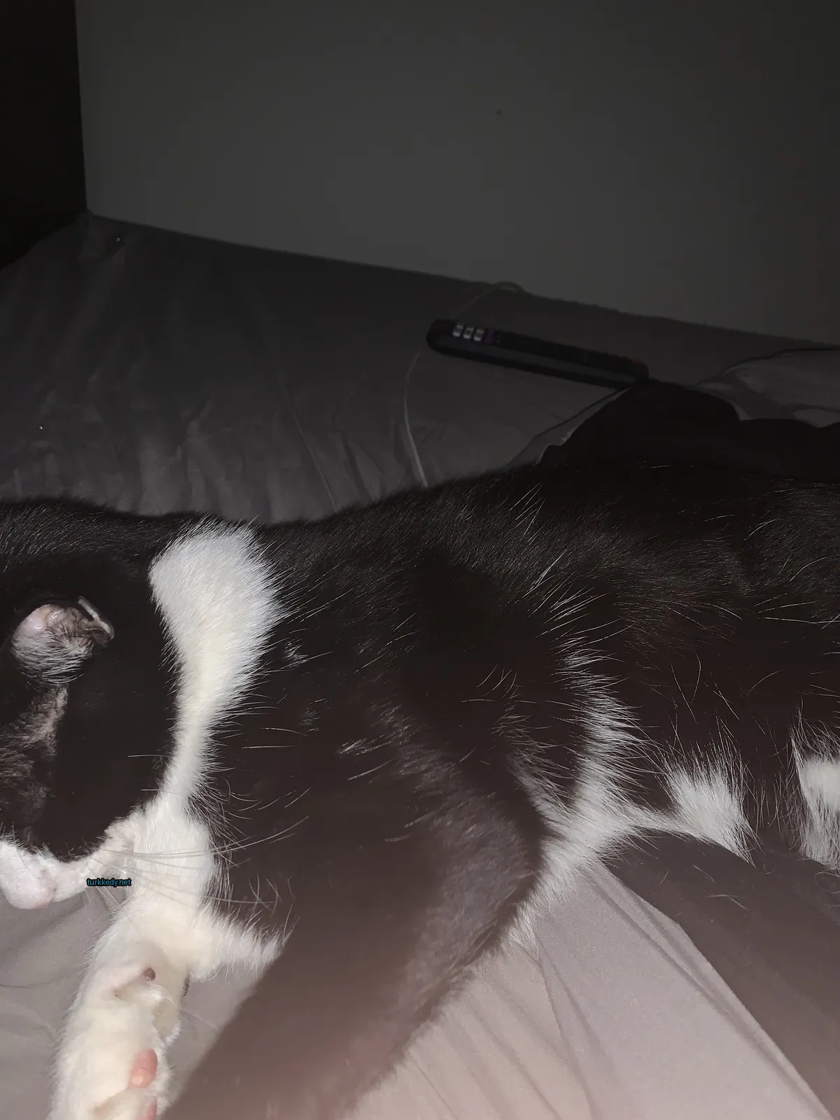 Beyaz ve siyah bir kedi yatakta yatıyor.