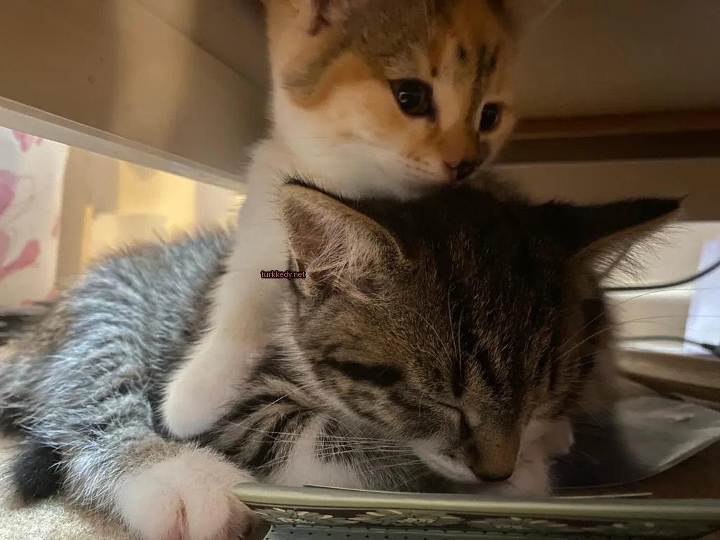 Küçük bir kedi, kahverengi ve beyaz bir desenli bir kedi yavrusu, büyük bir kedi üzerinde yatıyor.