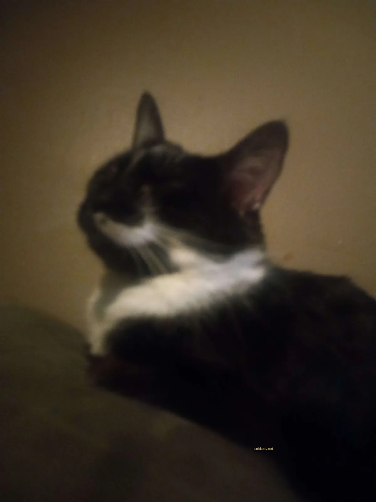 Beyaz yanakları ve tırnakları olan siyah bir kedi bir sofa üzerinde yatıyor.
