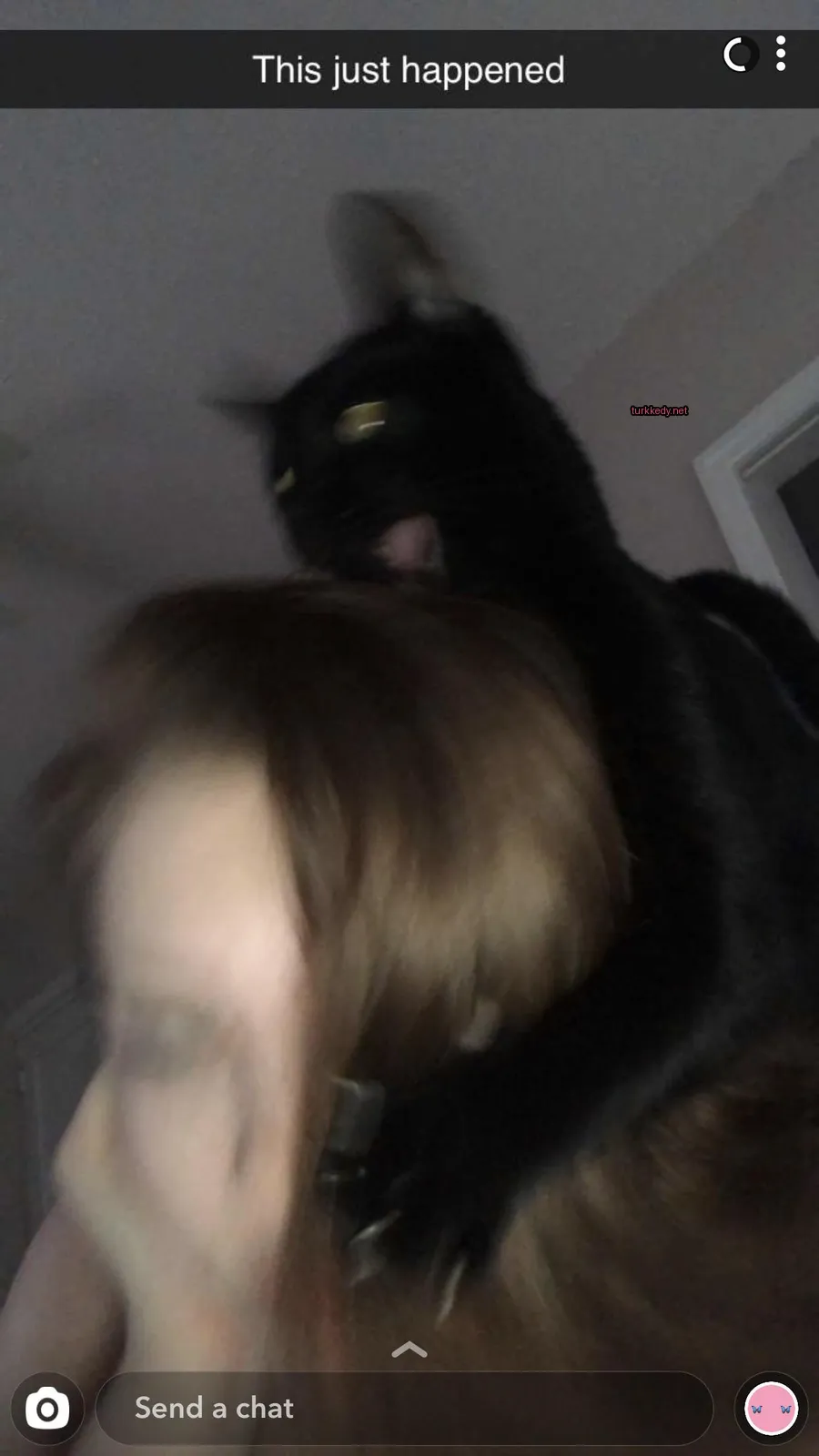 Siyah bir kedi, beyaz göğsüyle bir kişinin başının üzerinde oturuyor.