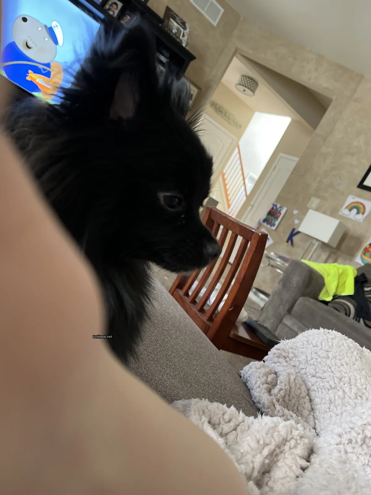 Siyah bir kedi bir sofa üzerinde oturuyor.