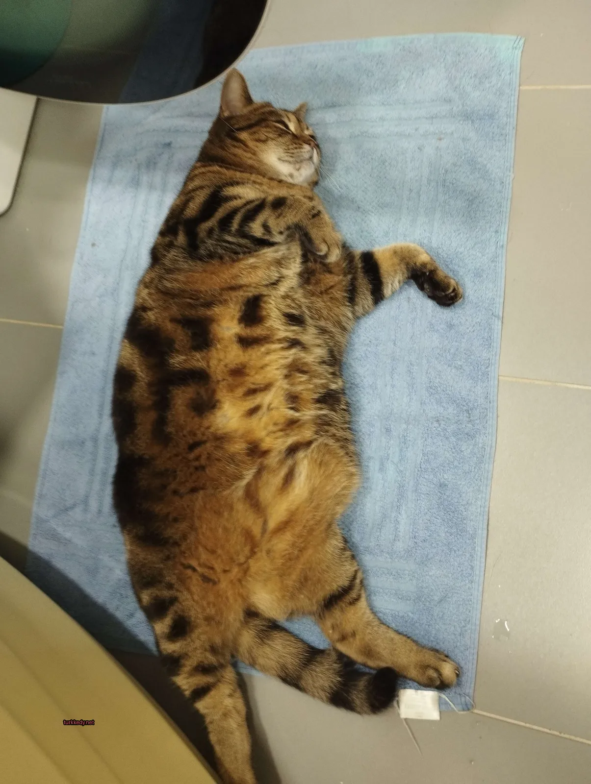 Koyu kahverengi ve siyah desenli bir kedi mavi bir havlu üzerinde yatıyor.