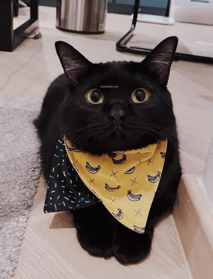Siyah bir kedi, boynunda mavi ve sarı bir bandana var.