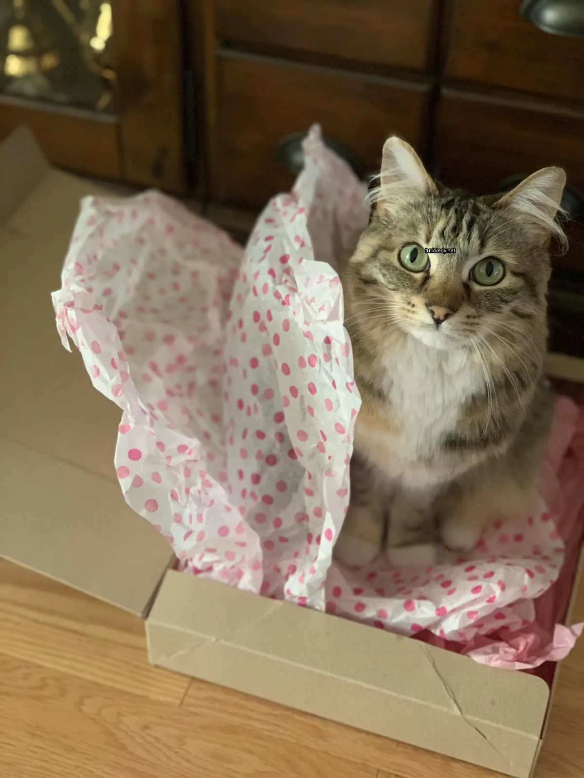 Kırmızı lekeli bir kutu ve boynunda bir pembe bow bulunan bir kedi.