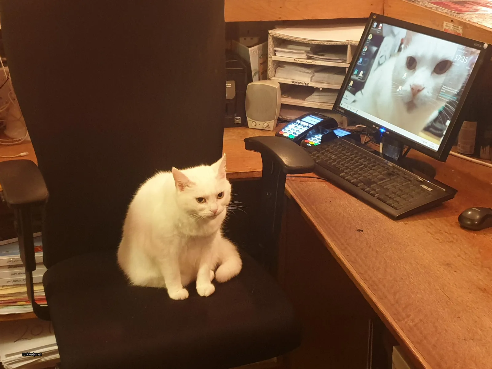 Beyaz bir kedi, siyah bir koltukta, bir bilgisayar karşısında oturuyor.