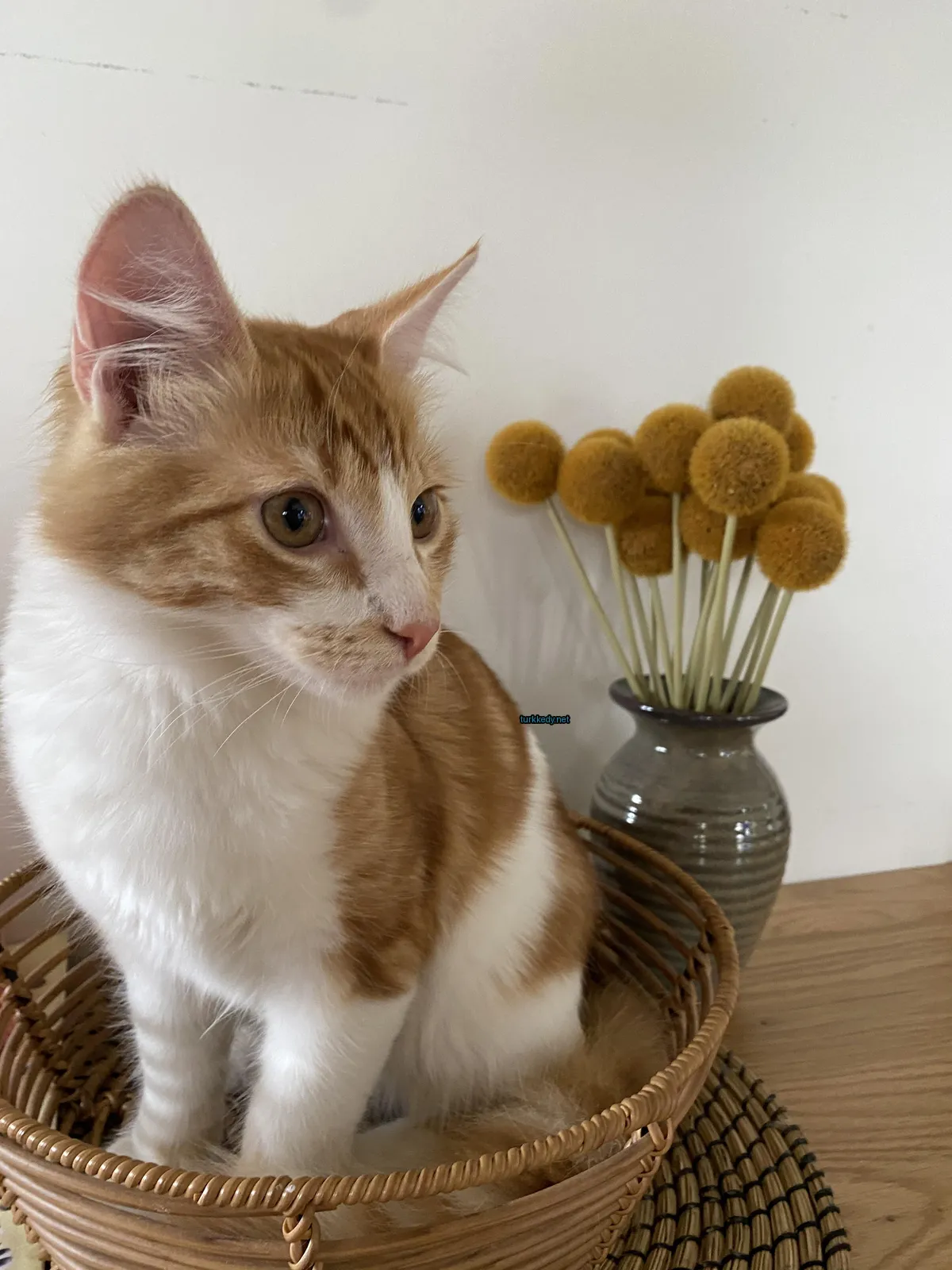 Küçük bir kedi bir ahşap sepette oturuyor.