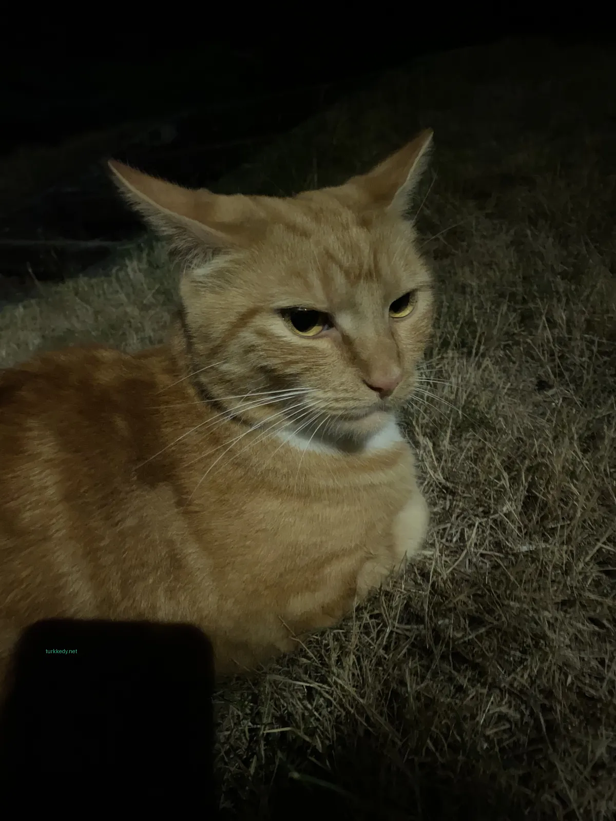 Beyaz bir kemerli ve turuncu bir kedi ot dağında oturuyor.
