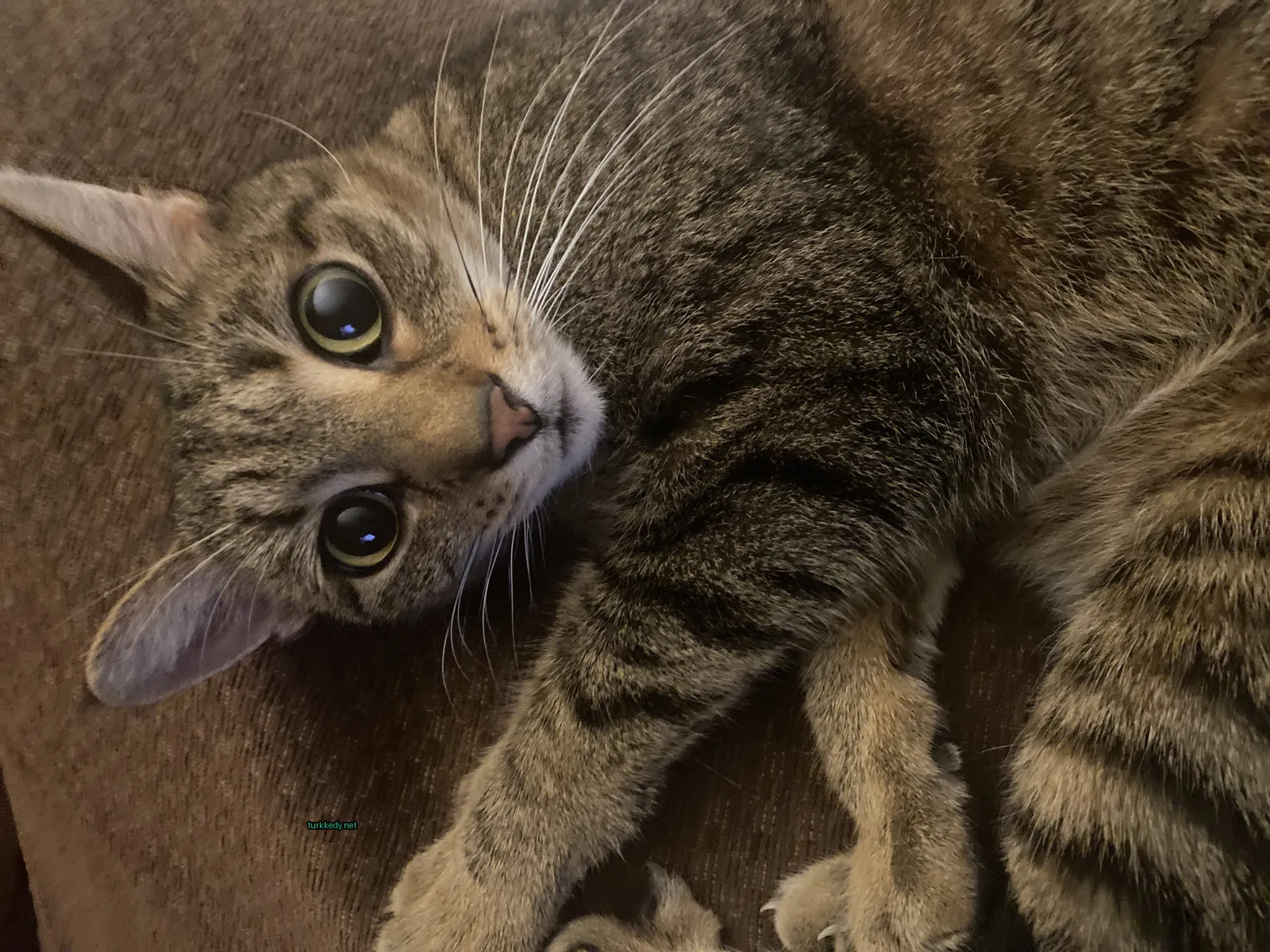 Kahverengi ve beyaz bir kedi bir sofa üzerinde yatıyor.