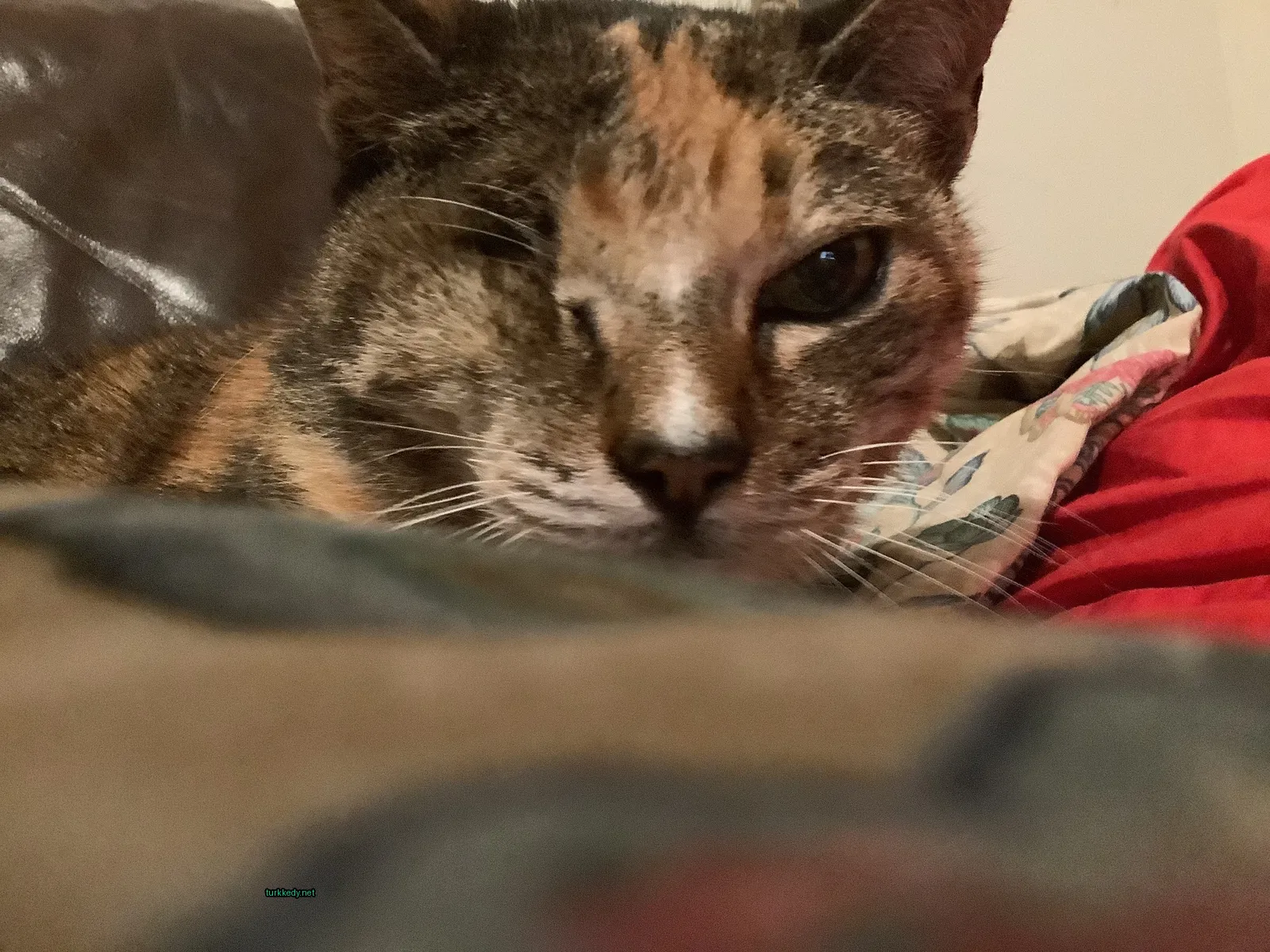 Koyu ve beyaz bir püskürtüye sahip bir kedi bir sofa üzerinde yatıyor.