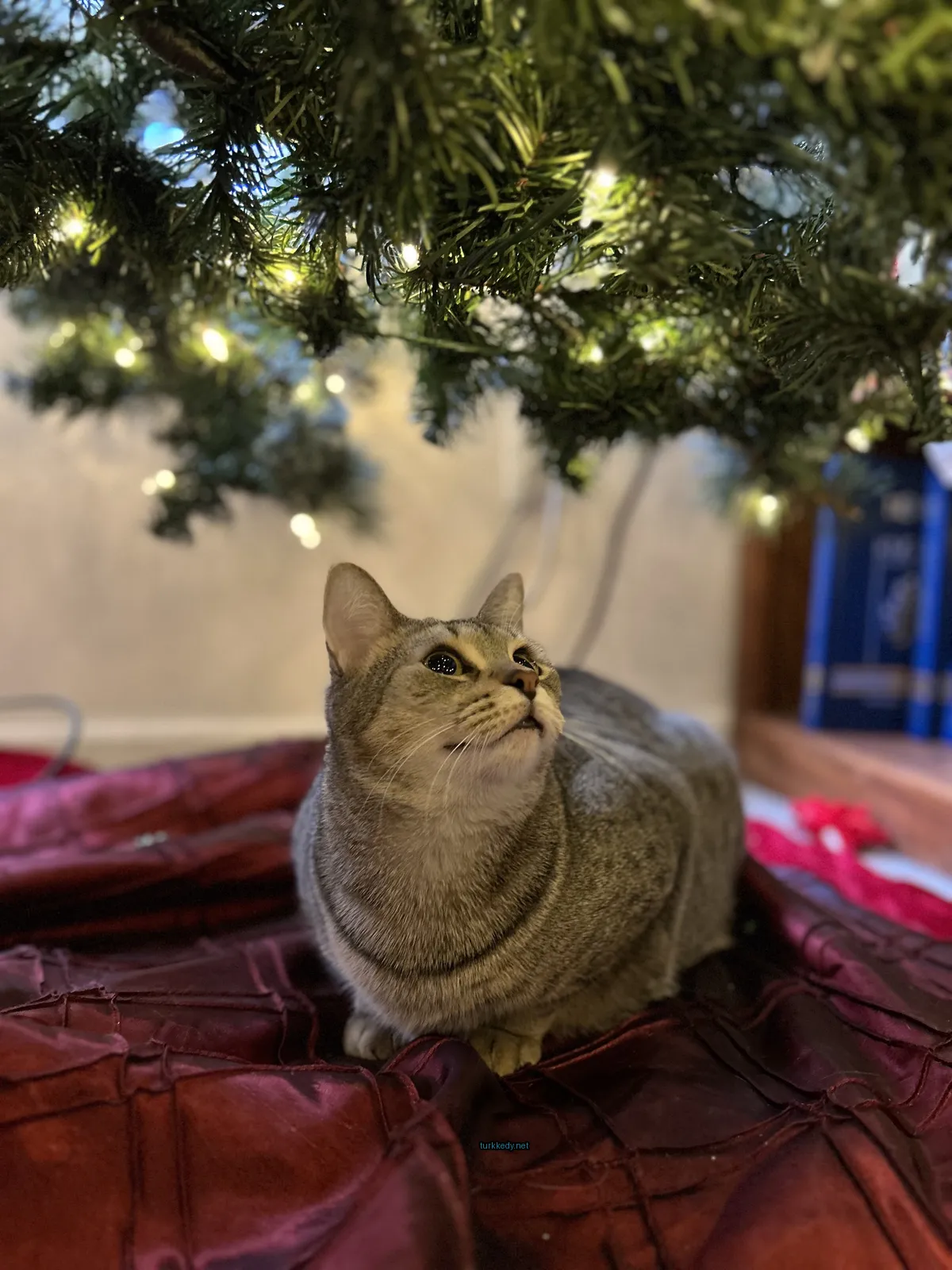Beyaz ve gri bir kedi Noel ağacının altındaki kırmızı bir örtü üzerinde oturuyor.