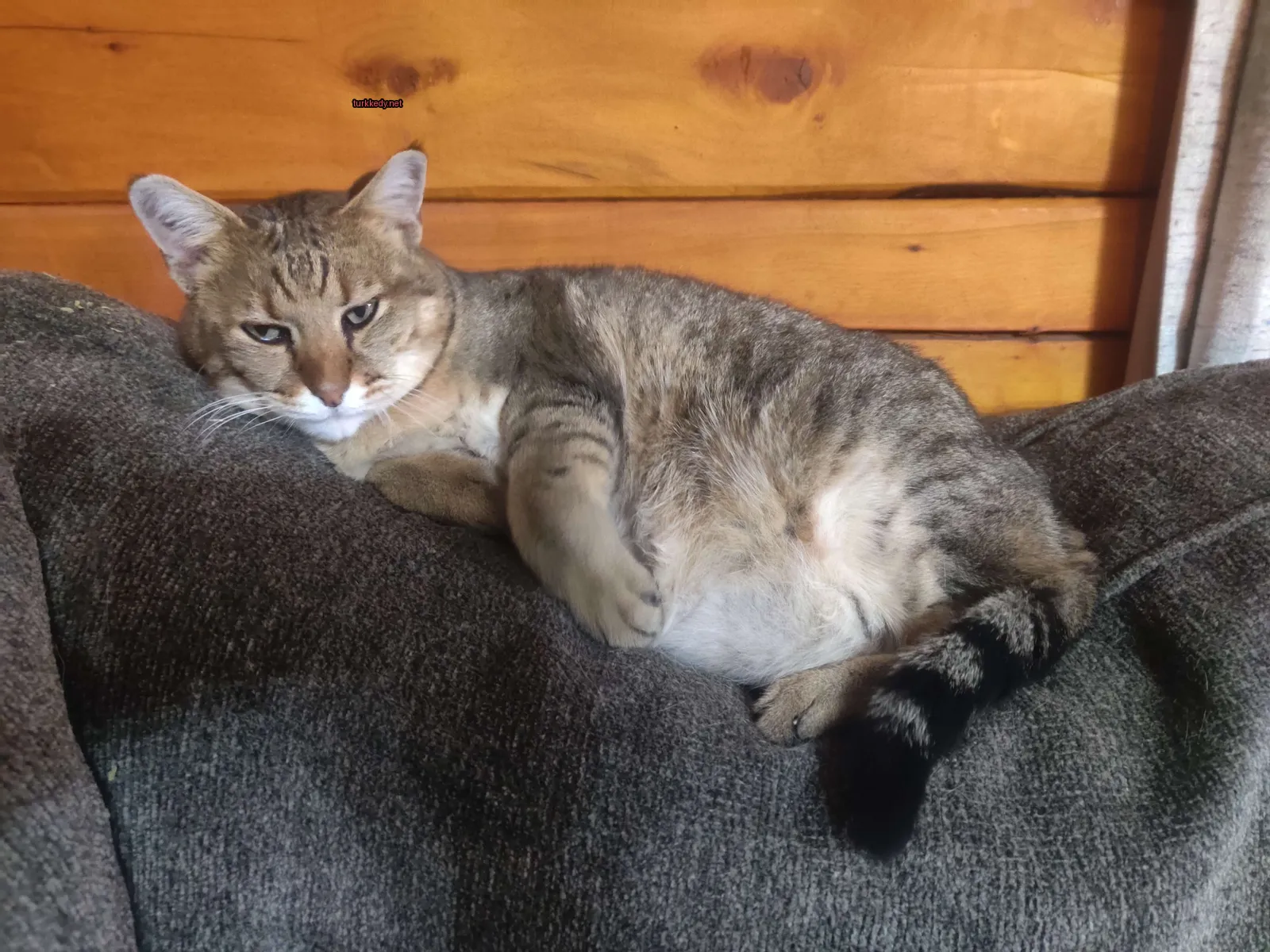 Bir kedi bir kumaş üzerinde yatıyor ve bacakları sarkmış.