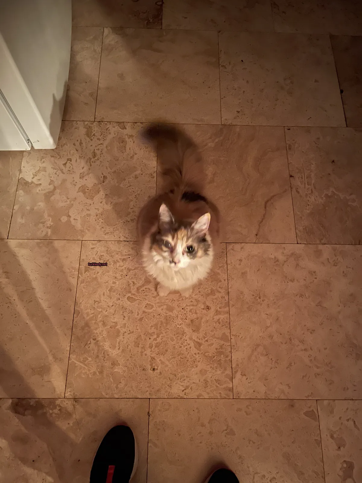 Siyah ve beyaz yüzü olan bir kedi, bir mermer zemin üzerinde duruyor.